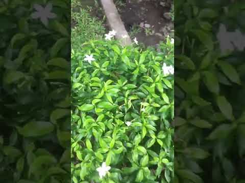 #shorts #flowers #plants