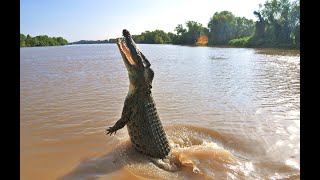 Animal Nature Documentary - Australian Saltwater C