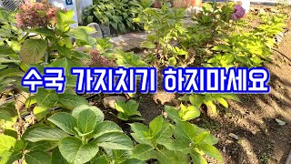 수국 가지치기 하는법!! 어린수국은 가지치기 하지마세요!! 당년지 수국의 오해와 진실!!