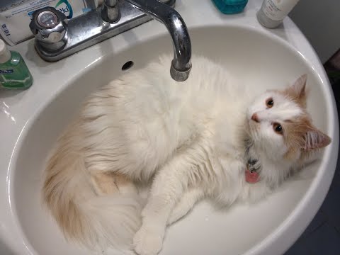 double youu - mister chester