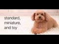 Dogs 101 Poodles