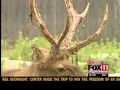 Elk At The NEW Zoo