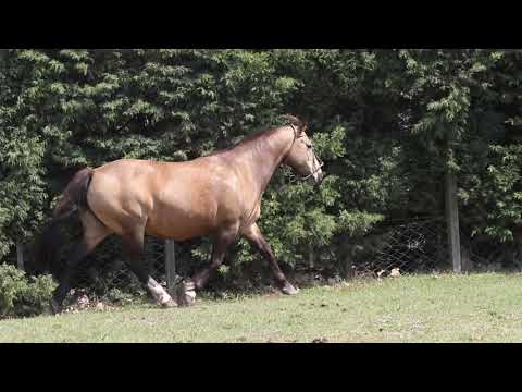 Lote 04 FUMAÇA DA MAYA