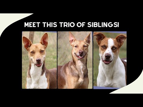 Ian, an adoptable Ibizan Hound Mix in Charles Town, WV_image-1