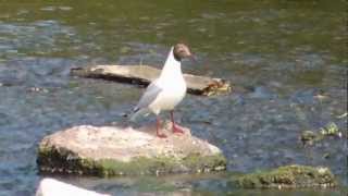 Black-Headed Gull fishing in River Blythe near Solihull