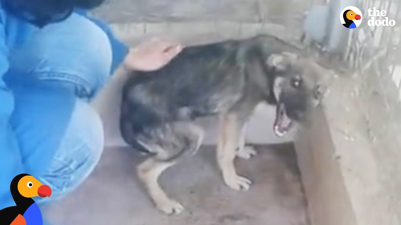 Dog Cries Every Time He's Touched — Until He Meets This Woman | The Dodo