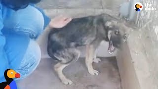 Dog Cries Every Time He's Touched — Until He Meets This Woman | The Dodo