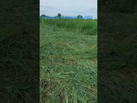 Guadañando las maleza en el Cultivo de Onoto #venezuela #Trujillo #Bolivar