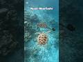 turtle 🐢 with snorkeling maldives please subscribe to my channel