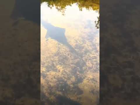 Sawfish - Their Saws are NOT What You Think