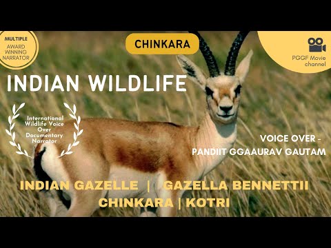 Pandit Gaurav Gautam Hindi Documentary Voice Over - Wildlife - Chinkara