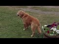 Trailer HOMEWARD BOUND THE INCREDIBLE JOURNEY Starzplay