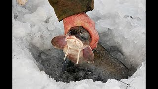 В какое время ловят налима
