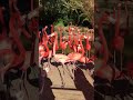 San Diego Zoo American Flamingo