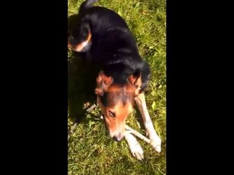 Sammy (FKA Alisander), an adopted German Shepherd Dog & Hound Mix in South Portland, ME_image-1