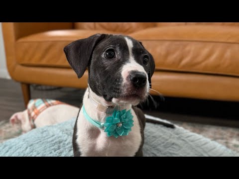 Dog for adoption - Wren Sparrow, a Pit Bull Terrier &amp; Labrador Retriever Mix in Twin Falls, ID ...