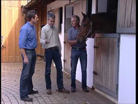 Zeitgemäße Behandlungsmethoden in der Pferdeklinik Wolfesing