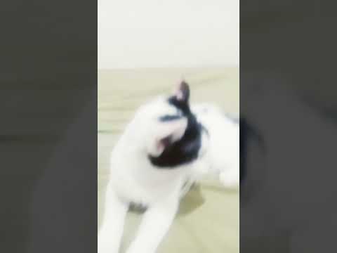 Oshin and satin😁👍 #catlover #random #kitten #animals