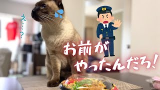 吐いて楽になっちまえよ…かつ丼食えよ…【保護猫/シャム猫/シャムミックス＆ノルウェージャンフォレストキャット】#cat #japanesecat