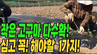 작은 고구마 많이 달리게 심는방법! 고구마 심고 바로 해야할 1가지!