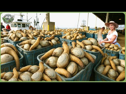 How Millions of Geoducks Are Harvested & Processed – Amazing Giant Geoduck Clam Farming