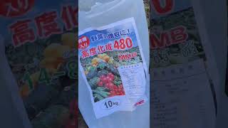 玉ねぎ栽培・玉ねぎ苗順調に伸びてます😄昨日は大腸検査今日と明日は透析日！忙しい💦