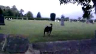 preview picture of video '2 rottweilers jump a grave yard wall'