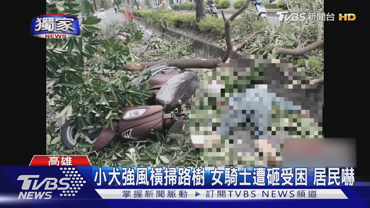 小犬風襲!路樹粗壯樹幹攔腰斷 砸女騎士