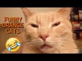 UNEXPLAINABLE Behaviour Of Orange Cats