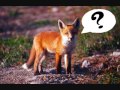 Ylvis - What Does The Fox Say? [Google Translate ...