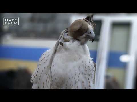 Птичья тюрьма | Новости сегодня | Происшествия | Масс Медиа