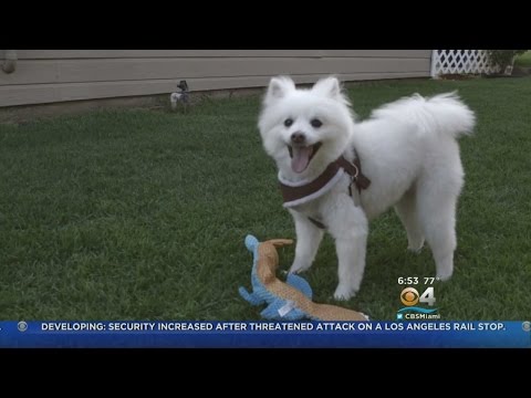 Drug May Be Wonder Pill For Aging Dogs