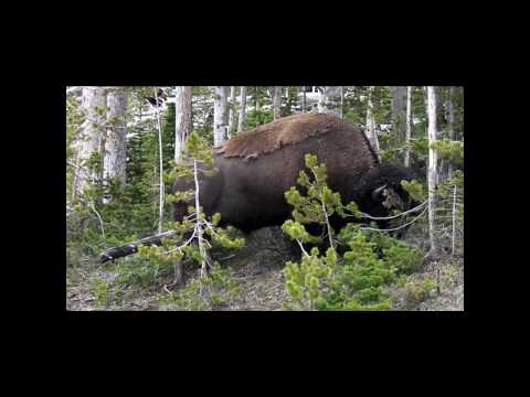 Yellowstone Bison / Buffalo