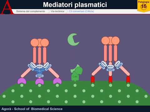 Sistema del complemento