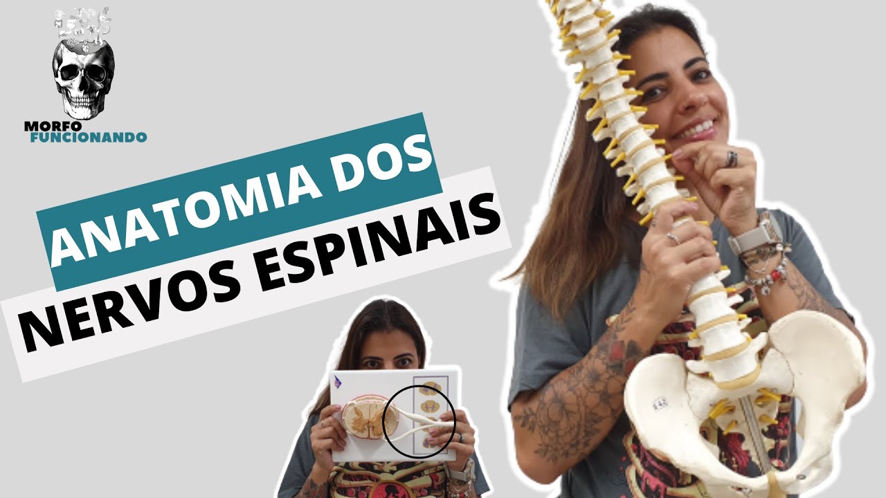 ANATOMIA DOS NERVOS ESPINAIS #4
