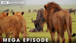 Apex Predator's in Animal Kingdom | FULL EPISODE | Wildlife Documentary