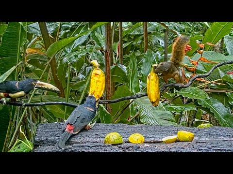 Ten-minute Collared Aracari Visit On The Panama Fruit Feeder – Oct. 7, 2021
