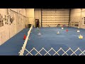 AKC Virtual Rally Novice Course 3 Golden Beauties Belle Of The Ball