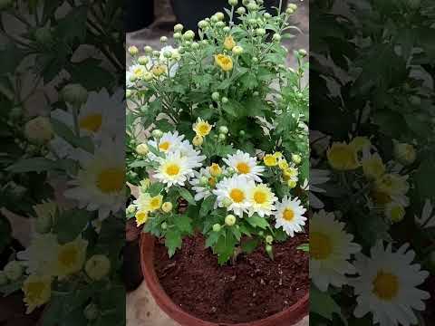 Flowers💐🌹🌹🌹 please like subscribe my channel friends.