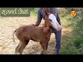 Horse Breastfeeding His Baby Horse Baby Feeding Milk Newborn Horse Baby Nikka Haji