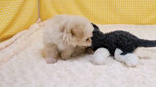ハーフ犬の動画01