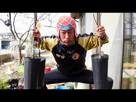 園芸 フェイクコケレ、ブルーニカンドル、ペルーのリンゴ
