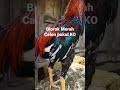 Ayam Bangko Pukul KO