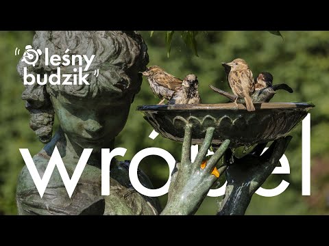 Leśny budzik- Wróbel