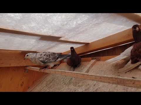 Unsere Tauben 05.03.19