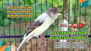 Download lagu Kenari GACOR NGEREK‼️ Masteran Kenari PAUD dan Pancingan Kenari MACET BUNYI dan Betina NGIWIR - 283 mp3
