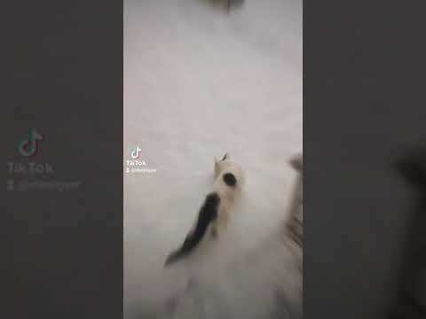 kitten in snow first time.Turkish van cat enjoy snow in winter funny video.