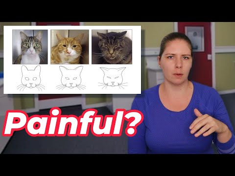 A Veterinarian Explains - How to Tell if Your Cat is Painful