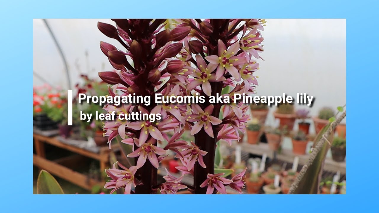 How to propagate Tipseri