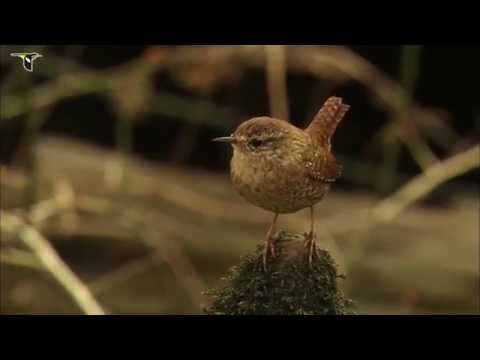 Winter Wren